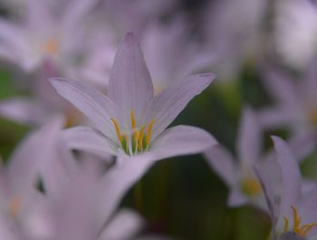 Close-up of purple crocus flower