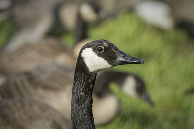 Close-up of bird