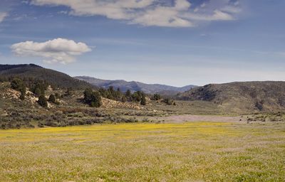 Scenic view of field against sky