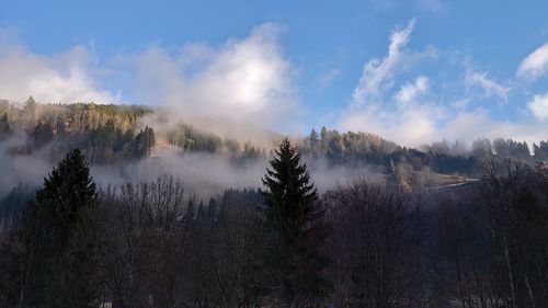 Panoramic view of forest against sky