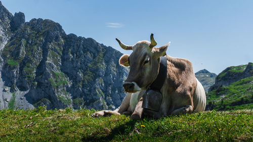 Cow in a field