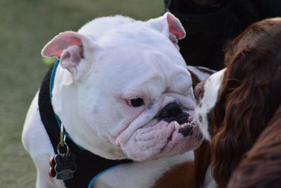 Close-up of dog sticking out tongue