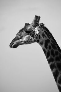 Close-up of giraffe against sky