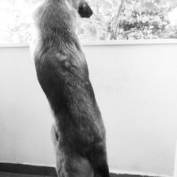 Close-up of dog