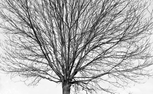 Close-up of bare tree against sky