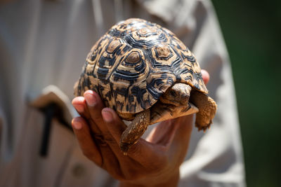 Close-up of hand holding turtle