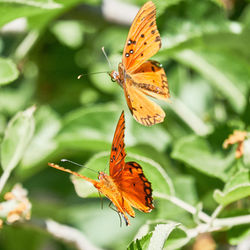 Close-up of butterfly pollinating on orange flower