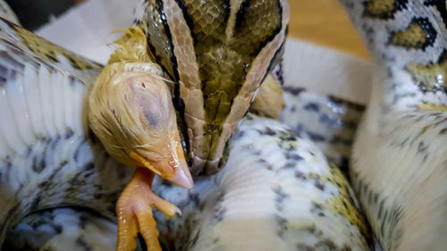 Close-up of snake eating bird