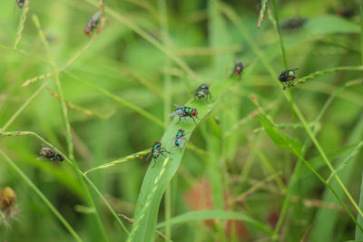 Close-up of insect on plant