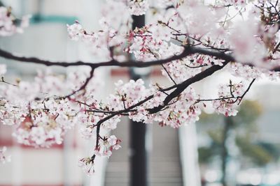 Close-up of apple blossoms in spring