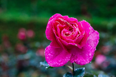 Close-up of wet pink rose blooming outdoors