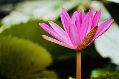 Close-up of pink lotus water lily in lake. floating water lily. colorful water lily bloom in spring.