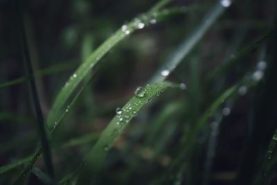 Close-up of wet plant during rainy season