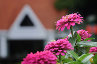 Close-up of pink flowering plant