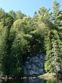 Scenic view of forest against sky