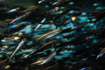 Close-up of fish underwater