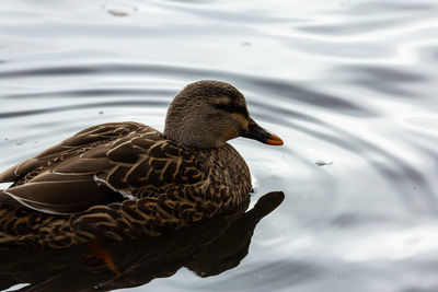 High angle view of mallard duck swimming in lake