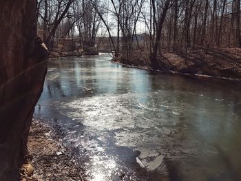 River flowing amidst bare trees in forest