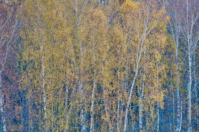 Full frame shot of tree in forest during autumn