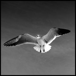 Low angle view of seagull flying against sky