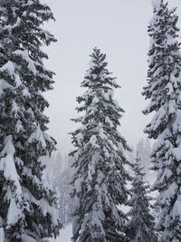 Low angle view of snow covered pine trees in forest