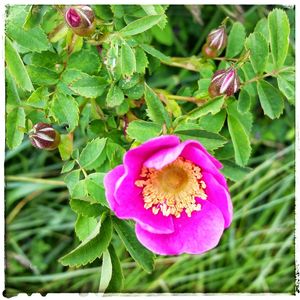 Close-up of pink flowers