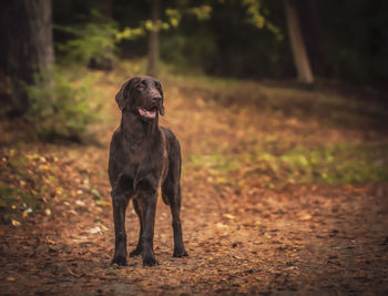 Dog looking away on field