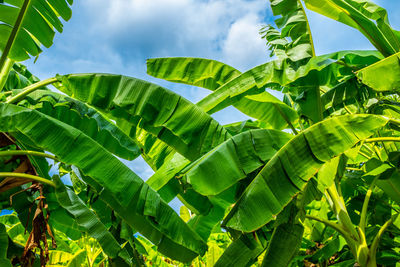 Low angle view of tree against sky