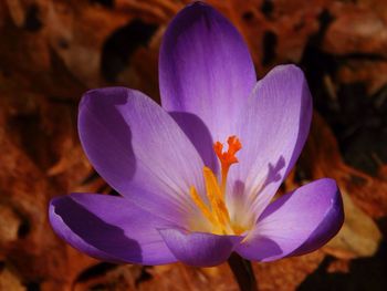 Close-up of purple crocus blooming outdoors