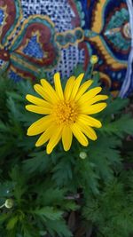 Close-up of yellow flower