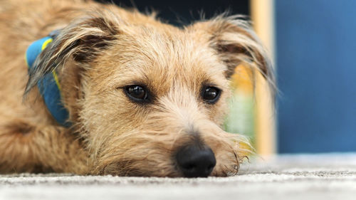 Close-up portrait of a dog