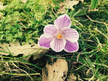 Close-up of purple flowers blooming in field