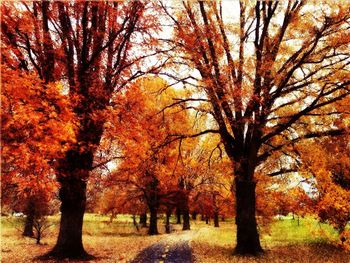 Trees in park during autumn