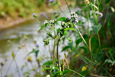 Close-up of flowers blooming outdoors