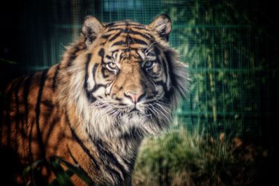 Close-up of tiger yawning
