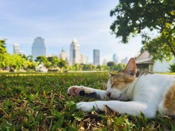 Close-up of cat lying on grassy field