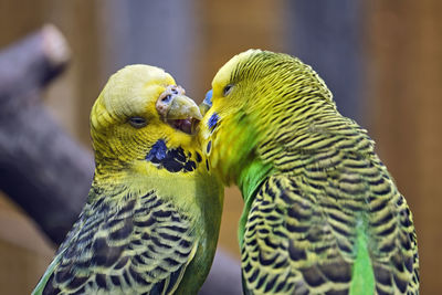 Close-up of parrot