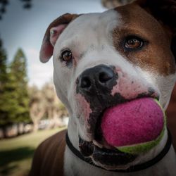 Close-up portrait of dog