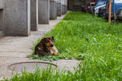 Dog sitting on grass in field