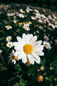 Close-up of white daisy flower