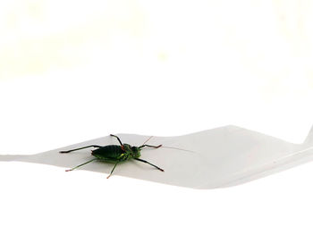 Close-up of insect on white background