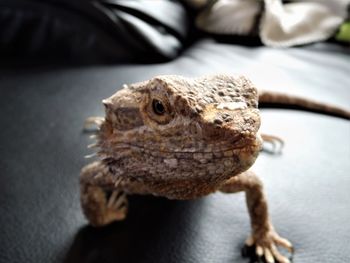 Close-up of a lizard