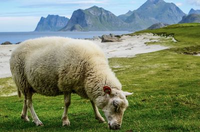 Sheep in a field