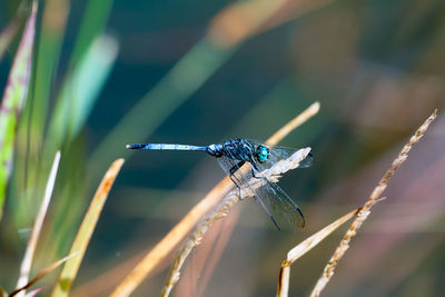 Close-up of insect on plant