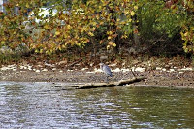 View of birds on riverbank