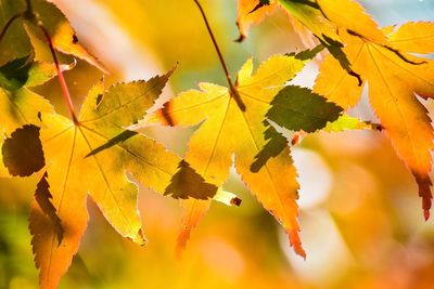 Close-up of leaves on tree