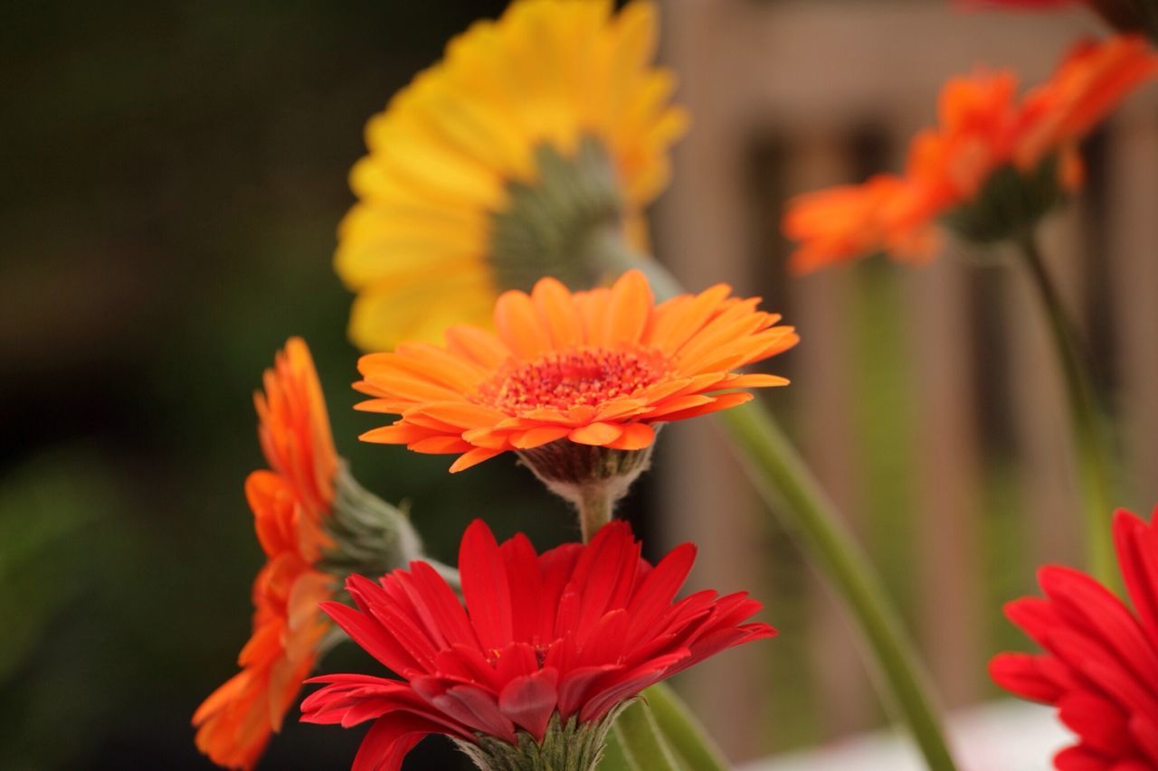 flower, petal, freshness, flower head, fragility, focus on foreground, growth, beauty in nature, close-up, blooming, red, plant, nature, orange color, in bloom, stem, park - man made space, pollen, yellow, selective focus