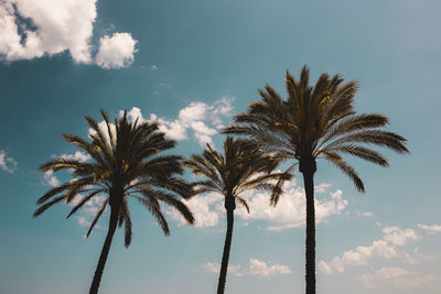 Low angle view of palm trees against sky