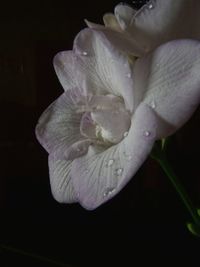 Close-up of water lily blooming in pond