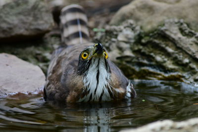 Close-up of bird in lake
